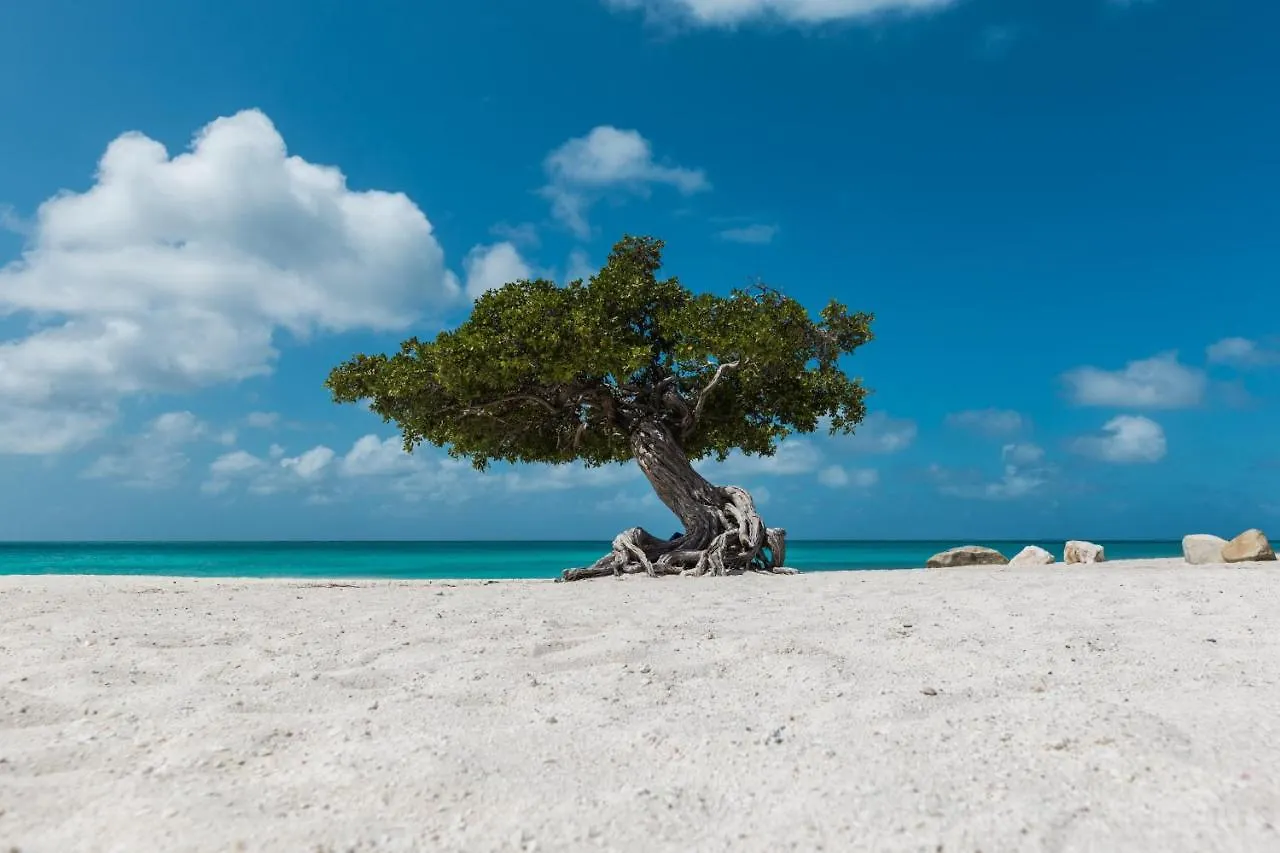Apartament Hh-2Bstd614 - All Shades Of Blue Oceanfront Luxury Condo, Oranjestad